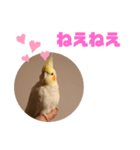 オカメインコモデルのるっちゃん（個別スタンプ：15）