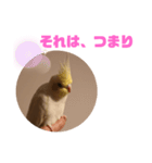 オカメインコモデルのるっちゃん（個別スタンプ：16）