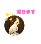 オカメインコモデルのるっちゃん（個別スタンプ：19）