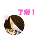 オカメインコモデルのるっちゃん（個別スタンプ：21）