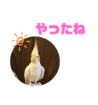 オカメインコモデルのるっちゃん（個別スタンプ：22）