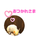 オカメインコモデルのるっちゃん（個別スタンプ：23）