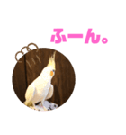 オカメインコモデルのるっちゃん（個別スタンプ：24）