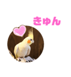 オカメインコモデルのるっちゃん（個別スタンプ：25）
