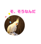 オカメインコモデルのるっちゃん（個別スタンプ：26）