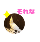 オカメインコモデルのるっちゃん（個別スタンプ：27）