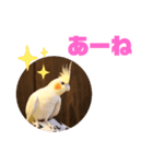 オカメインコモデルのるっちゃん（個別スタンプ：28）