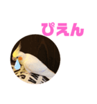 オカメインコモデルのるっちゃん（個別スタンプ：30）
