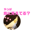 オカメインコモデルのるっちゃん（個別スタンプ：31）