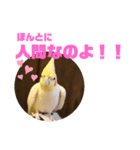 オカメインコモデルのるっちゃん（個別スタンプ：32）
