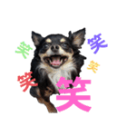 CHACHAファミリー（個別スタンプ：2）