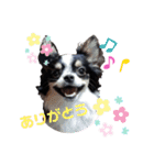 CHACHAファミリー（個別スタンプ：5）