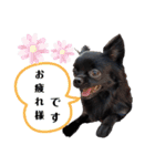 CHACHAファミリー（個別スタンプ：10）