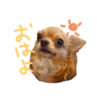 ルナノアstamp（個別スタンプ：3）