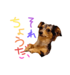 ルナノアstamp（個別スタンプ：10）