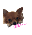 ルナノアstamp（個別スタンプ：16）