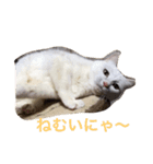 にゃーさん一家（個別スタンプ：1）