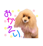 マティラとノアールのかわいいスタンプ♪（個別スタンプ：37）