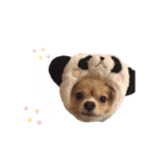 犬のハナちゃんとくぅ（個別スタンプ：1）