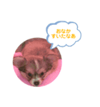 犬のハナちゃんとくぅ（個別スタンプ：4）