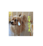 犬のハナちゃんとくぅ（個別スタンプ：5）