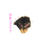 犬のハナちゃんとくぅ（個別スタンプ：6）