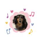愛犬大集合！（個別スタンプ：3）
