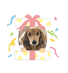 愛犬大集合！（個別スタンプ：4）