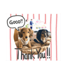 愛犬大集合！（個別スタンプ：5）