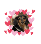 愛犬大集合！（個別スタンプ：6）