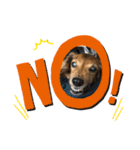 愛犬大集合！（個別スタンプ：7）