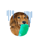愛犬大集合！（個別スタンプ：8）