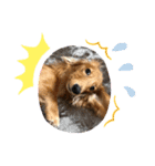 愛犬大集合！（個別スタンプ：10）