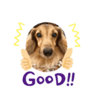 愛犬大集合！（個別スタンプ：11）