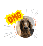 愛犬大集合！（個別スタンプ：12）