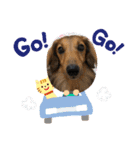 愛犬大集合！（個別スタンプ：13）