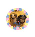 愛犬大集合！（個別スタンプ：14）