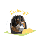 愛犬大集合！（個別スタンプ：16）