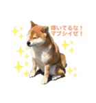 柴犬キッド今日も行く1（個別スタンプ：1）