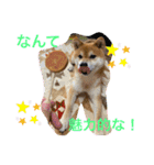 柴犬キッド今日も行く1（個別スタンプ：3）