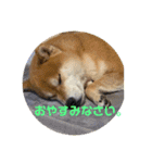 柴犬キッド今日も行く1（個別スタンプ：5）