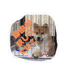 柴犬キッド今日も行く1（個別スタンプ：6）