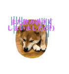 柴犬キッド今日も行く1（個別スタンプ：7）
