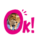 柴犬キッド今日も行く1（個別スタンプ：8）