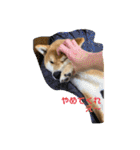 柴犬キッド今日も行く1（個別スタンプ：11）
