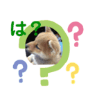 柴犬キッド今日も行く1（個別スタンプ：12）