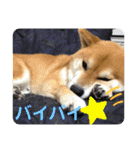 柴犬キッド今日も行く1（個別スタンプ：17）
