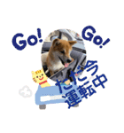 柴犬キッド今日も行く1（個別スタンプ：19）