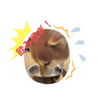 柴犬キッド今日も行く1（個別スタンプ：21）