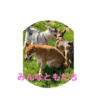 柴犬キッド今日も行く1（個別スタンプ：23）